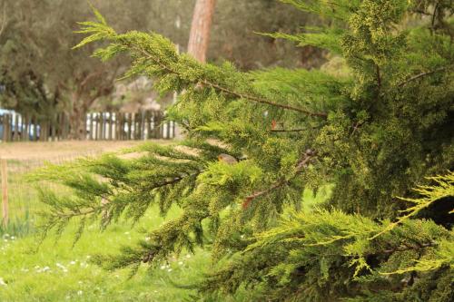ARBOL