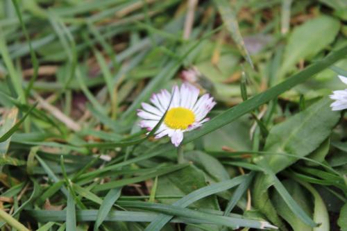FLOR