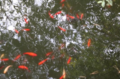 PECES
