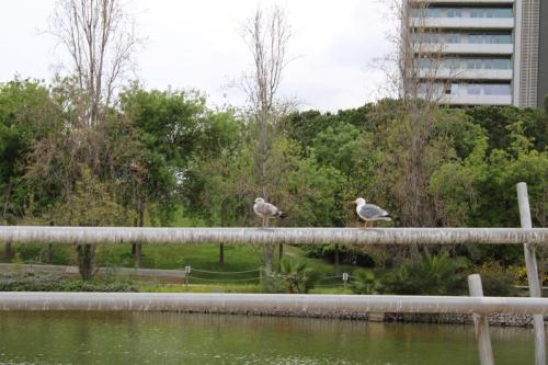 GAVIOTAS