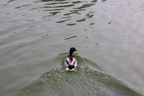 PATO