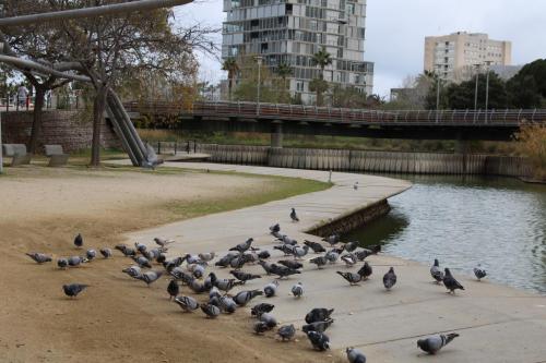 PALOMAS
