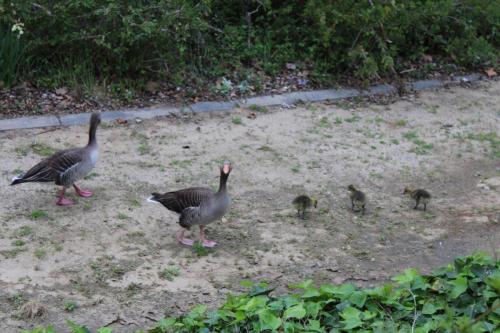 PATOS
