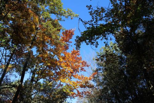 ARBOLES